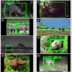 AI in Wildlife Conservation: Using AI for wildlife monitoring and anti-poaching efforts.