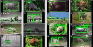 AI in Wildlife Conservation: Using AI for wildlife monitoring and anti-poaching efforts.