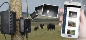 AI for Wildlife Conservation: AI-driven approaches to protect endangered species and habitats.